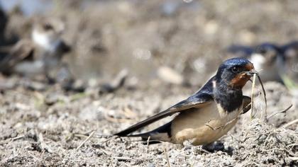 Sand Martin