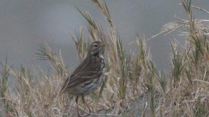Buff-bellied Pipit