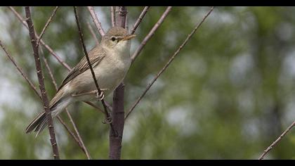 Eastern Olivaceous Warbler