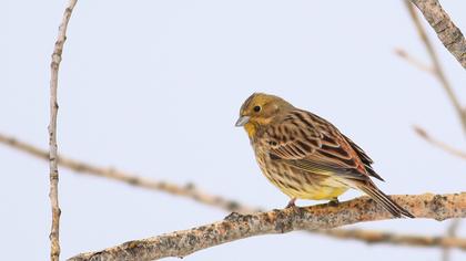 Yellowhammer