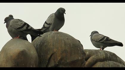 Rock Dove