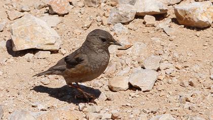 Alpine Accentor