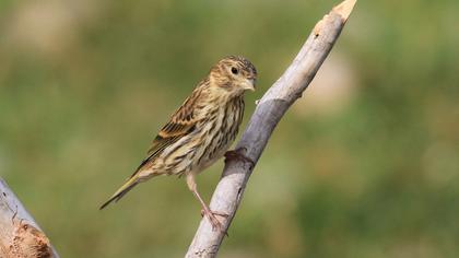 European Serin