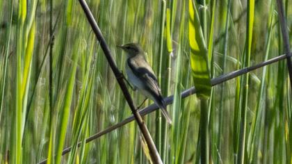 Willow Warbler