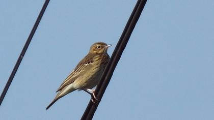 Tree Pipit