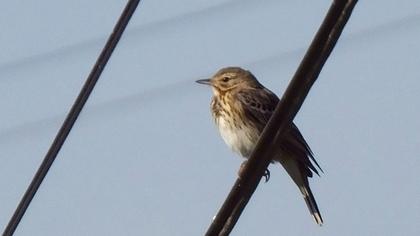Tree Pipit