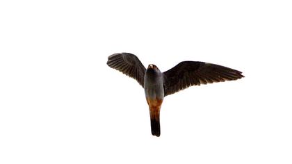 Red-footed Falcon