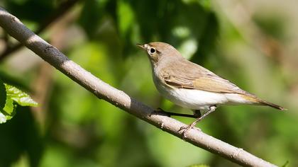 Eastern Bonelli`s Warbler