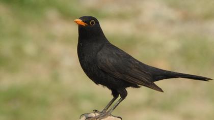 Common Blackbird