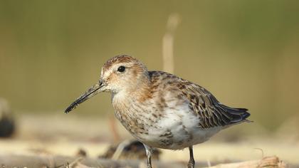Dunlin