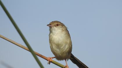 Delicate prinia
