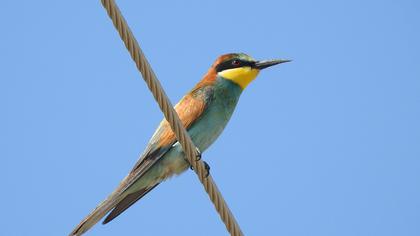 European Bee-eater