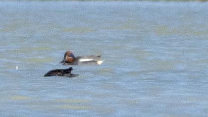 Eurasian Teal