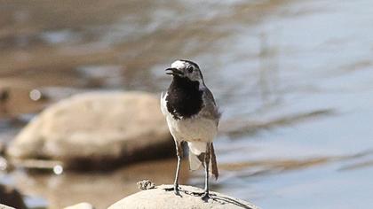 White Wagtail