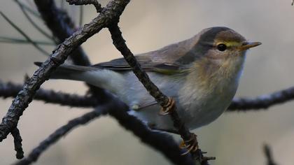 Wood Warbler