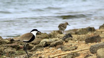 Spur-winged Lapwing