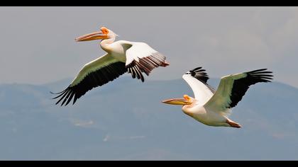 Great White Pelican