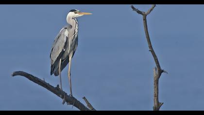 Grey Heron