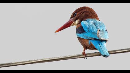 White-throated Kingfisher