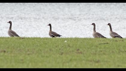 Lesser White-fronted Goose