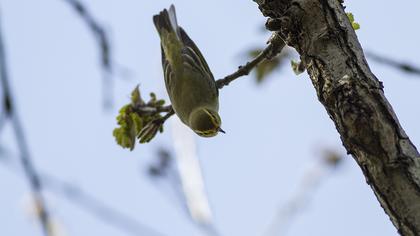 Wood Warbler