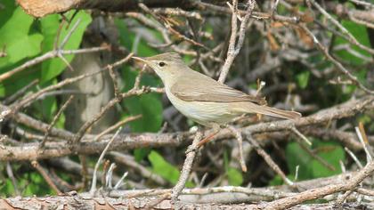 Upcher`s Warbler