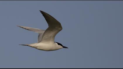 Gull-billed Tern