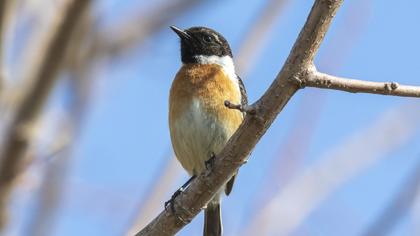 European Stonechat