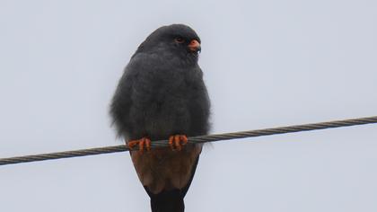 Red-footed Falcon