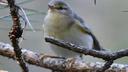Willow Warbler