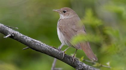 Thrush Nightingale