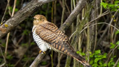 Common Cuckoo