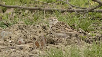 Greater Short-toed Lark