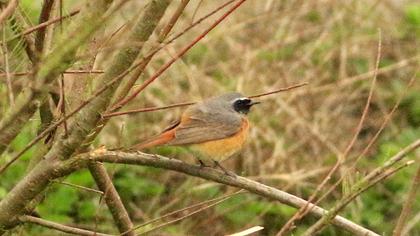 Common Redstart