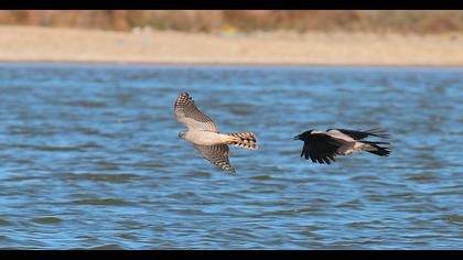 Eurasian Sparrowhawk