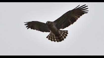 Short-toed Snake Eagle