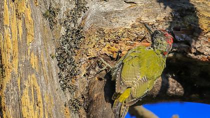 European Green Woodpecker