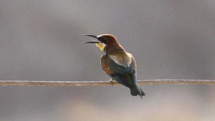 European Bee-eater
