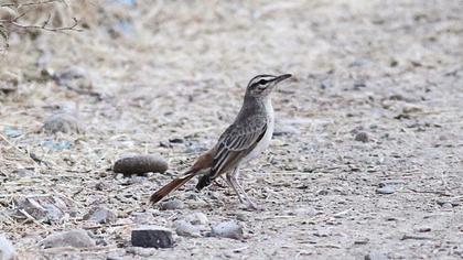 Rufous-tailed Scrub Robin