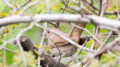 Thrush Nightingale