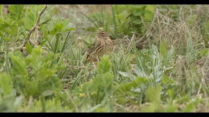 Red-throated Pipit