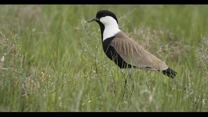 Spur-winged Lapwing