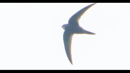 Common Swift