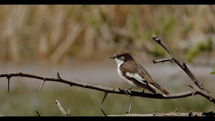 European Pied Flycatcher