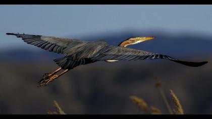 Purple Heron