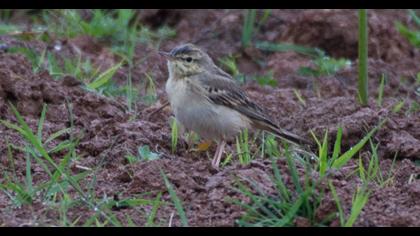 Tawny Pipit