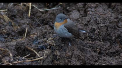 Red-breasted Flycatcher