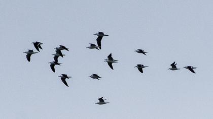 Lesser Black-backed Gull
