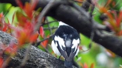 Collared Flycatcher