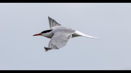 Common Tern